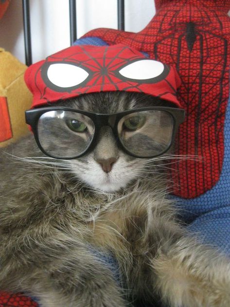 Spiderman Cat Pfp, Spider Man Cat, Cat Spiderman, Nerd Cat, Animal Love Quotes, Spider Cat, Animal Print Socks, Cat Profile, Cat Glasses