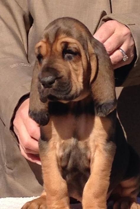 German Shorthaired Pointer Puppies, Bloodhound Puppy, Bloodhound Heirloom, Aphgan Hound Dog, Blood Hounds, Putrid Hound, Bloodhound Puppies, Blood Hound, Wired Haired Pointer