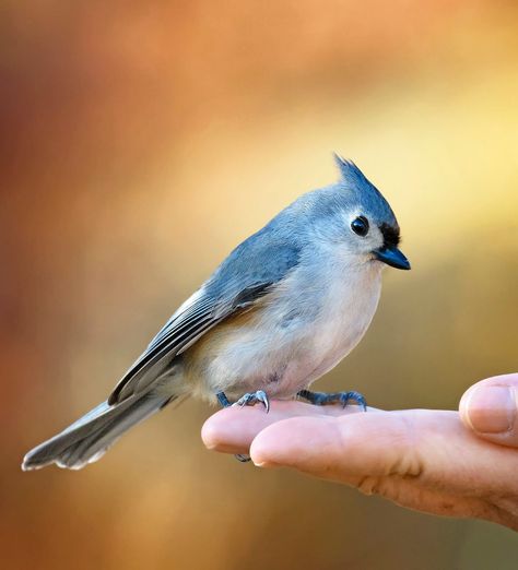 Hand Feeding Birds: How to Do It Safely - Birds and Blooms Wild Chicken, Feeding Birds, Wildlife Rehabilitation, Black Capped Chickadee, Migratory Birds, Denali National Park, How To Attract Birds, Humming Bird Feeders, Close Encounters