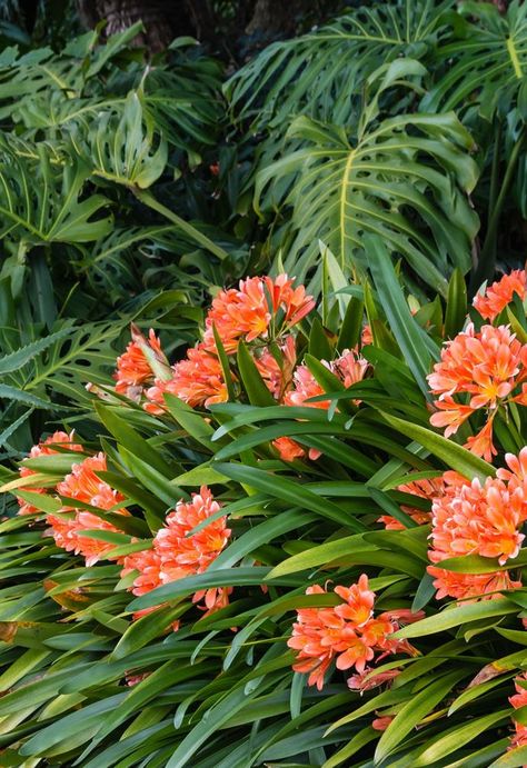 Clivias are a hardy, shade-loving plant that can survive almost anywhere. The popularity of clivias coincides with more gardeners seeking out evergreen plants to cover the ground en masse with the added bonus of flowers. Here's how to keep your clivia plants happy for years to come. Agapanthus Garden, Lilly Plants, Clivia Miniata, Agapanthus Plant, Lily Of The Nile, Evergreen Flowers, Coconut Bowls, Care Homes, Florida Gardening