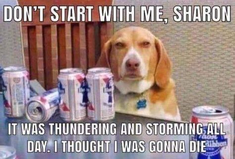 Seriously Sharon Karen Memes, Beer Memes, Funny Dog Photos, Funny Dog Memes, Funny Animal Memes, Dog Memes, Look At You, Animal Memes, Cute Funny Animals