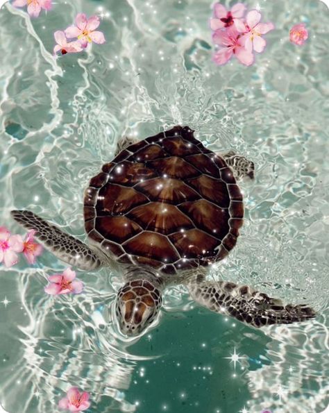 Cute Turtle Wallpaper, Sea Turtle Aesthetic, Turtles Aesthetic, Turtle Aesthetic, Sea Turtle Wallpaper, Beachy Wallpapers, Sea Turtle Pictures, Aquarium Live Wallpaper, Turtle Wallpaper