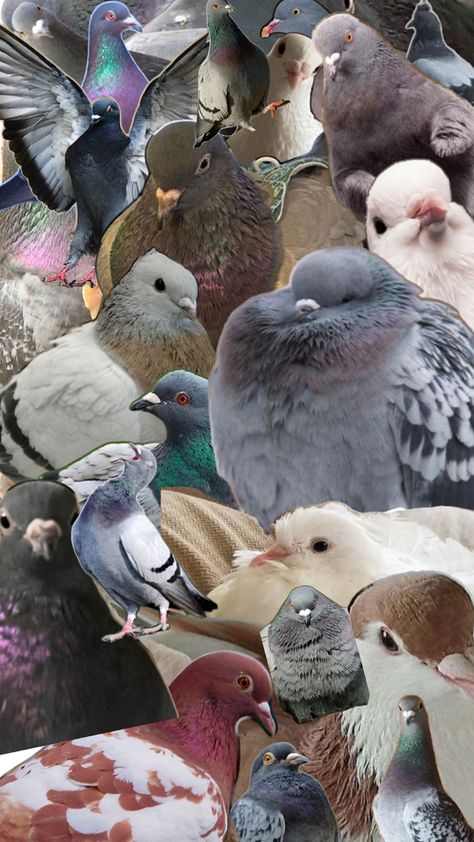 Pigeon Wallpaper, Cute Pigeon, Pigeon, Paloma