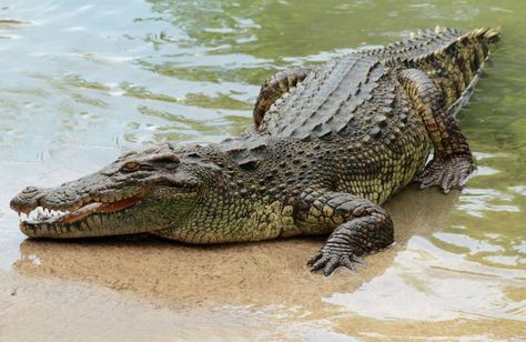 Crocodiles and alligators - Q-files Encyclopedia Crocodile Facts, American Crocodile, Nile Crocodile, Saltwater Crocodile, Dangerous Animals, Big Animals, Crocodile Skin, Crocodiles, Reptiles And Amphibians