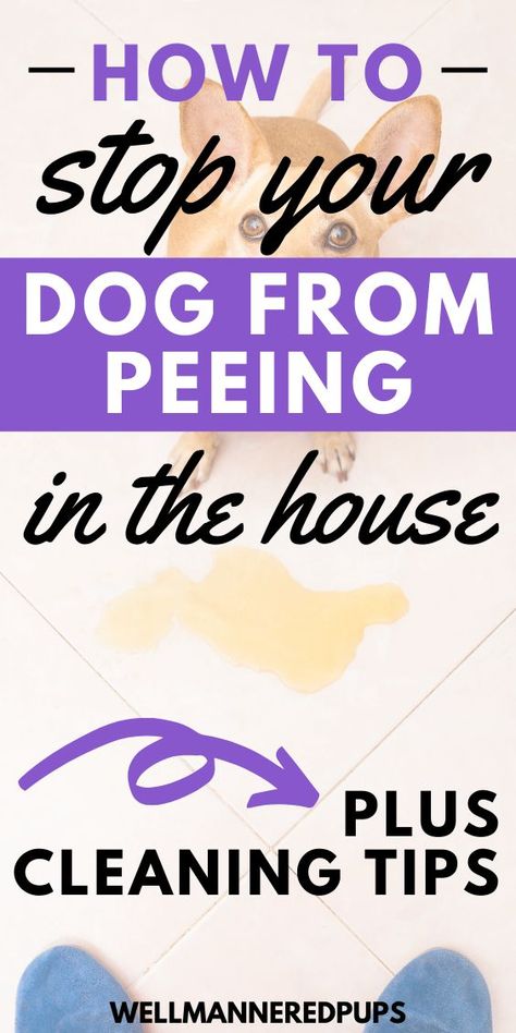 Cleaning Dog Pee, Dog Urine Odor Remover, Pet Urine Remover, Dog Pee Smell, Pee Smell, Dog Remedies, Dog Urine, Colors Painting, Porch Colors