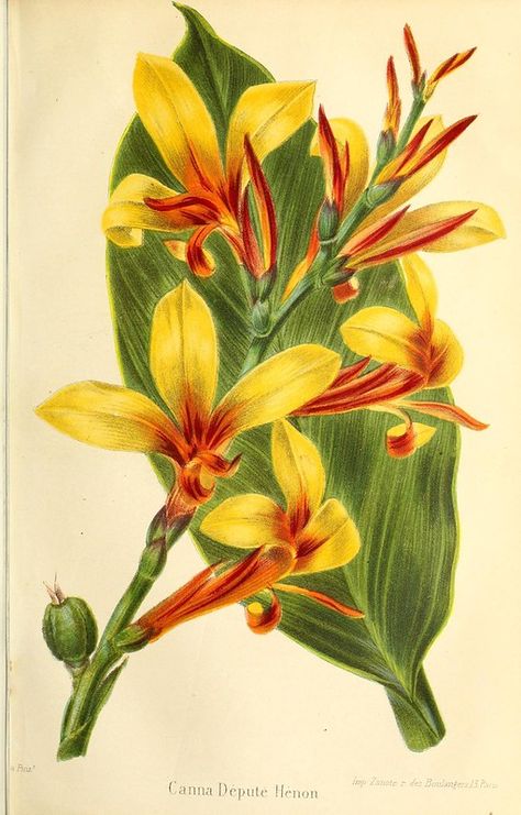 Bloom Book, Vegetable Illustration, Illustration Botanique, Botanical Illustrations, Botanical Poster, Botanical Painting, Illustration Vintage, Art Et Illustration, Botanical Drawings