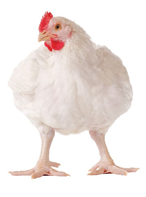 Broilers for deboning - males weighing 7 to 9 pounds, 47 to 56 days of age, processed to make nuggets, patties, and other value-added products. Broiler Chicken, Lion Images, Graphic Design Flyer, Flyer Design, Rooster, Lion, Chicken, Graphic Design, Collage