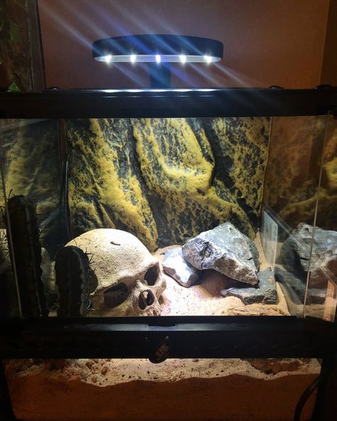 Pet Scorpion Tank, Emperor Scorpion Terrarium, Scorpion Tank Setup, Asian Forest Scorpion Enclosure, Scorpion Enclosure, Pet Scorpion, Pirate House, Tarantula Habitat, Dragon Terrarium