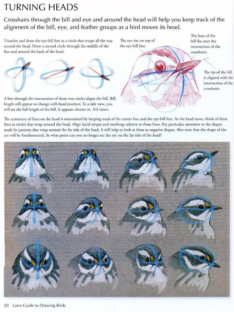 Bird Study Drawing, Bird Art Reference, Bird Drawing Reference, Bird Head Drawing, How To Draw Birds, Bird Anatomy, Draw Birds, Bird Sketch, Nature Sketch