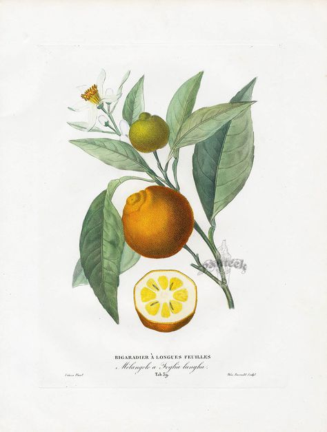 Poiteau Fruit Prints Pomologie Francaise 1846 French Orange, Arte Peculiar, Illustration Botanique, Beautiful Fruits, Art Et Illustration, Summer Wallpaper, Vintage Botanical, Antique Prints, Botanical Illustration