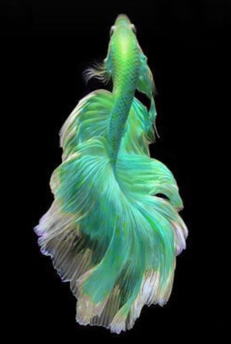 Green Beta Fish, Dragon Scale Betta, Betta Fish Photography, Green Betta Fish, Mermay Inspiration, Mermaid Tail Art, Fish Inspiration, Dawn Aesthetic, Mandarin Fish