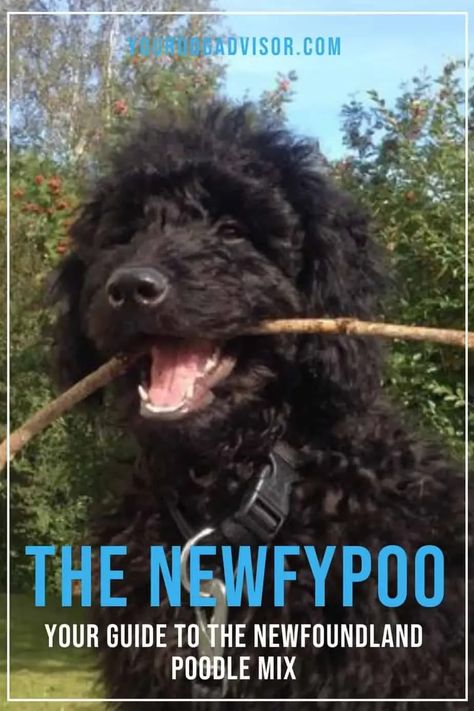 Are you considering investing in a Newfypoo? Then this is the article for you. Newfypoo Haircut, Newfypoo Dog, Newfoundland Poodle, Gentle Giant Dogs, Doodle Grooming, Medium Sized Dogs Breeds, Dog Crossbreeds, Giant Dog Breeds, Dog Behavior Training