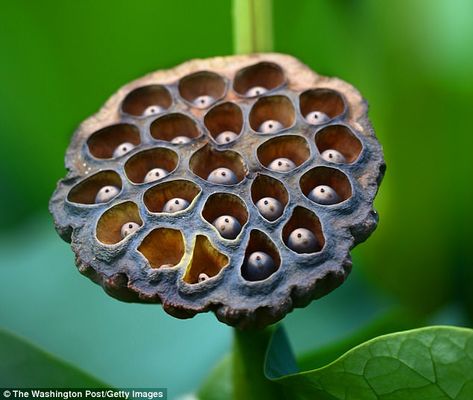 Paper Lotus, Photorealism Art, Lotus Seeds, Poppy Pods, Lotus Pods, Glass Photography, Cardboard Sculpture, Design Seeds, Colorful Plants