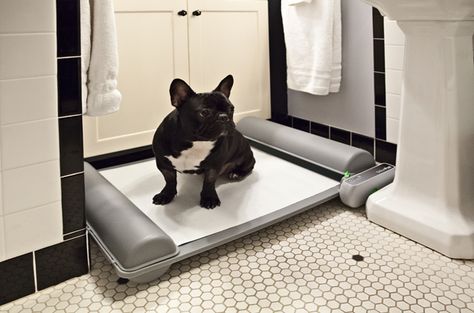 New Self-Cleaning Indoor Potty For Pups is Brilliant! - PetGuide Indoor Potty Area For Dogs, Dog Potty Area, Indoor Dog Potty, Dog Mess, Spoiled Dog, Puppy Litter, Cleaning Litter Box, Dog Pee Pads, Dog Bathroom