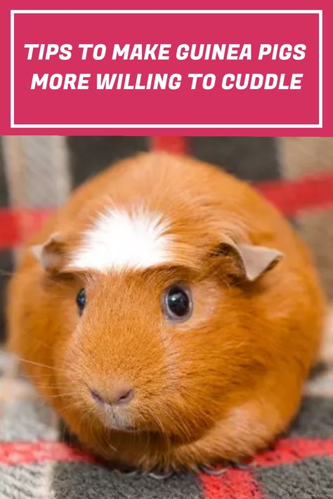 Guinea pigs are notorious for being cuddly and affectionate. This article will help you with tips that will make your guinea pig willing for cuddle time. guineapigs guineapigpet cuddlewithpet Crochet Guinea Pig Bed, Guinea Pig Enrichment Ideas, Guinea Pig Cage Setup Ideas, Guinea Pig Cage Ideas, Female Guinea Pigs, Pig Treats, Guinea Pig Costumes, Guinea Pig Run, Pig Habitat