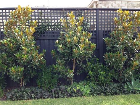 What to plant along a fence Little Gem Magnolia Tree, Landscaping Along Fence, Screen Plants, Fence Plants, Black Fence, Backyard Trees, Privacy Plants, Privacy Landscaping, Backyard Plants