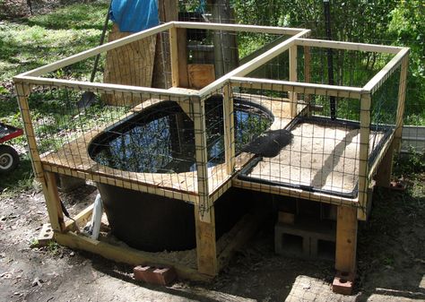 Turtle Setup, Diamondback Terrapin, Aquatic Turtle Tank, Turtle Tank Setup, Turtle Enclosure, Turtle Terrarium, Big Tortoise, Russian Tortoise Diet, Turtle Aquarium