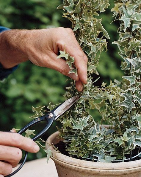 Ivy Topiary, Urban Gardening Ideas, Topiary Diy, Container Garden Ideas, Martha Stewart Home, Topiary Plants, Topiary Garden, Plants For Hanging Baskets, Ivy Plants