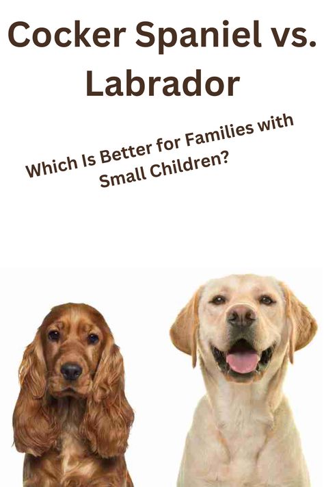 Choosing between a Cocker Spaniel and a Labrador for your family? Both breeds are friendly, but which is the best fit for homes with small children? Explore the differences in temperament, size, energy levels, and care needs to find the perfect companion for your family. #FamilyDogs #CockerSpanielVsLabrador #DogsForKids #PetParenting #BestFamilyPets #KidFriendlyDogs Cocker Spaniel Puppy, Pet Vacuum, Cocker Spaniel Puppies, English Cocker Spaniel, Dog Feeder, Which Is Better, Dogs And Kids, Interactive Play, Family Dogs