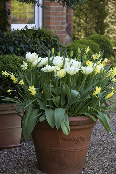 Spring Displays, Spring Planter, Summer Bulbs, Planting Tulips, Early Spring Flowers, Perennial Bulbs, White Flower Farm, Flower Bulbs, Spring Flowering Bulbs