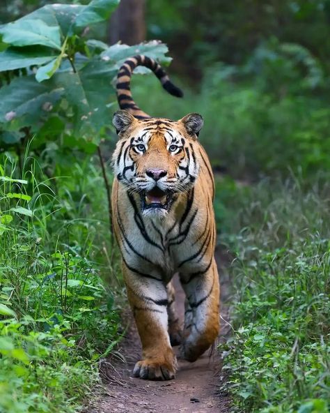 Tiger Action Pose, Tiger Pictures, Action Pose, Apex Predator, Most Beautiful Animals, Bengal Tiger, School Project, Animals Of The World, Dragon Art