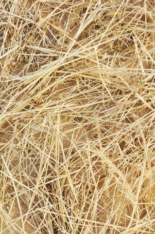 Stock image of 'Detail of dry grass hay background' Grass Hay, Grass Background, School Play, Wheat Grass, Agriculture, Background Images, Mood Board, Arch, Stock Images