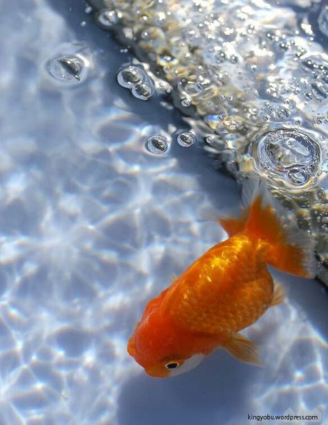 ♡♡ Comet Goldfish, Fish Aesthetic, Goldfish Aquarium, Goldfish Art, Fish Gallery, Orange Fish, Golden Fish, Phone Theme, Aquatic Animals