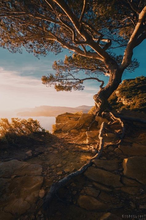 Twisty Tree, Day Of The Tentacle, Nice Scenery, Nature Scenery, Southern France, Beautiful Flowers Wallpapers, Cool Landscapes, Beautiful Tree, Landscape Photographers