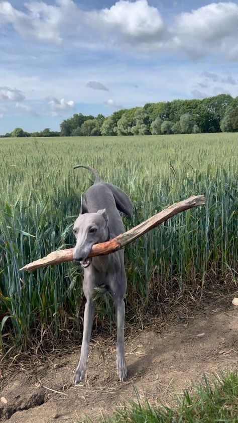 Blue Whippet, Puppy Bag, Grey Hound, Farmer Girl, Whippet Dog, Farm Dogs, Grey Hound Dog, Pics To Recreate, Pets 3