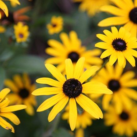 Rudbeckia fulgida var. deamii 16 Tattoo, Plant Rings, Herbaceous Border, Low Maintenance Garden, Herbaceous Perennials, Black Eyed Susan, Black Eyed, Garden Pests, Garden Care