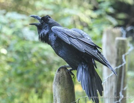 Corvid Photography, Crow Cawing, Raven Photography, Crow Photography, Raven Pictures, Crow Photos, Crow Images, Raven Wings, Human Sketch