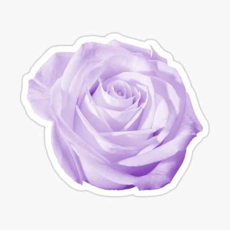 Rose Sticker, Background Sticker, Violet Rose, Mama Mary, Image Stickers, Rosé Aesthetic, Colored Background, Purple Rose, Pastel Purple