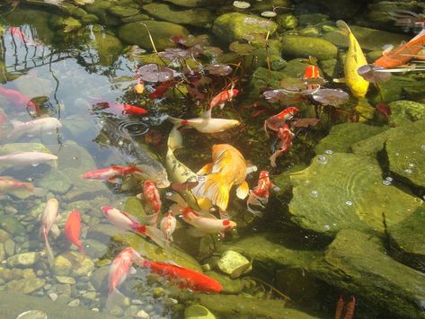 Fish Ipad Wallpaper, Backyard Pond, Fish Wallpaper, Fish Pond, Koi Pond, Nature Aesthetic, Ponds, Koi Fish, Pretty Places