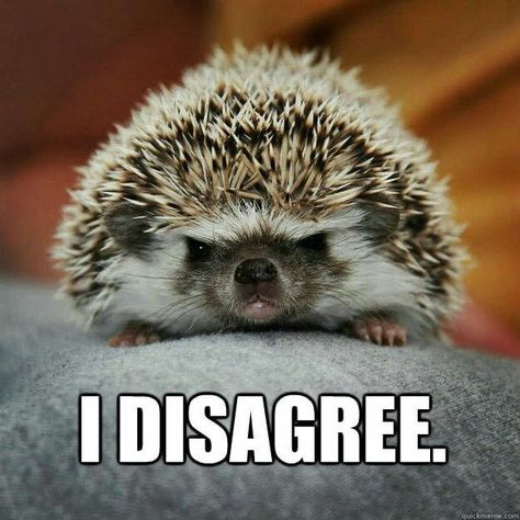 Angry Hedgehog, Hedgehog Meme, Hedgehog Pictures, Funny Hedgehog, Happy Hedgehog, Hedgehog Pet, Baby Hedgehog, Cute Animal Memes, Cute Hedgehog