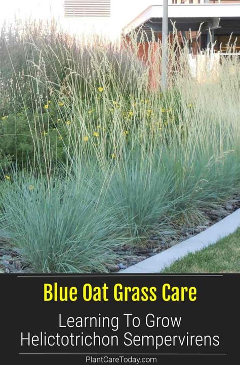 Blue Oat Grass (Helictotrichon Sempervirens) semi-evergreen, cool-season, hardy, showy ornamental grass, distinctive blue leaves. [DETAILS] Oat Grass Plants, Helictotrichon Sempervirens, Blue Oat Grass Plants, Blue Oat Grass Landscape, Blue Fescue Grass Landscape, Ornamental Grass Landscape, Blue Oat Grass, Fescue Grass, Blue Fescue