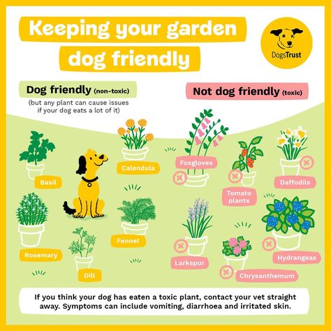 #dogs #garden #gardeningtips #plants #tips #plantbased Dog Science, Dog Friendly Plants, Dog Friendly Garden, Plants Tips, Vet Tech Student, Dog Yard, Farm Dogs, Backyard Inspiration, Dog Items