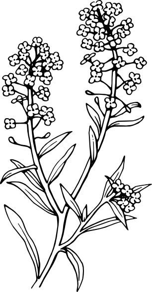 Alyssum Tattoo, Alyssum Flowers, Sweet Alyssum, Carrot Flowers, Single Needle Tattoo, Flower Line Drawings, Plant Tattoo, Flower Sketches, Baby Tattoos