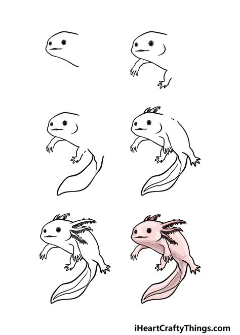 Axolotl Drawing - How To Draw An Axolotl Step By Step Draw Axolotl, Draw An Axolotl, Axolotl Drawing, Sea Drawing, Easy Animal Drawings, Drawing Step By Step, Drawing Step, Fish Drawings, Easy Doodles Drawings