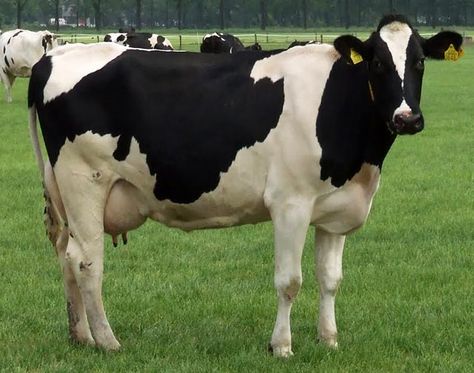 Hf Cow,White Cow,Dairy Cow,Cattle,Cow Suppliers & Exporters from India Hf Cow, Dairy Cow Breeds, Modern Farming, European Ancestry, Strongest Animal, Cow Photos, Holstein Cows, Dairy Cattle, Cattle Breeds