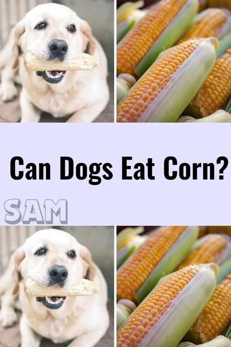 Can Dogs Eat Corn, Dangerous Dogs, Dog Treats Homemade Recipes, Be Dangerous, Cheap Dogs, Dog Diet, Dog Nutrition, Cat Enclosure, Pet Wellness