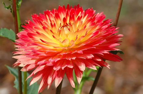 Best Flowers For Shade, Zone 8 Plants, Red Hot Poker Plant, Part Shade Perennials, Part Sun Perennials, Planting Dahlias, Dahlia Bulbs, Fall Flowers Garden, Long Blooming Perennials