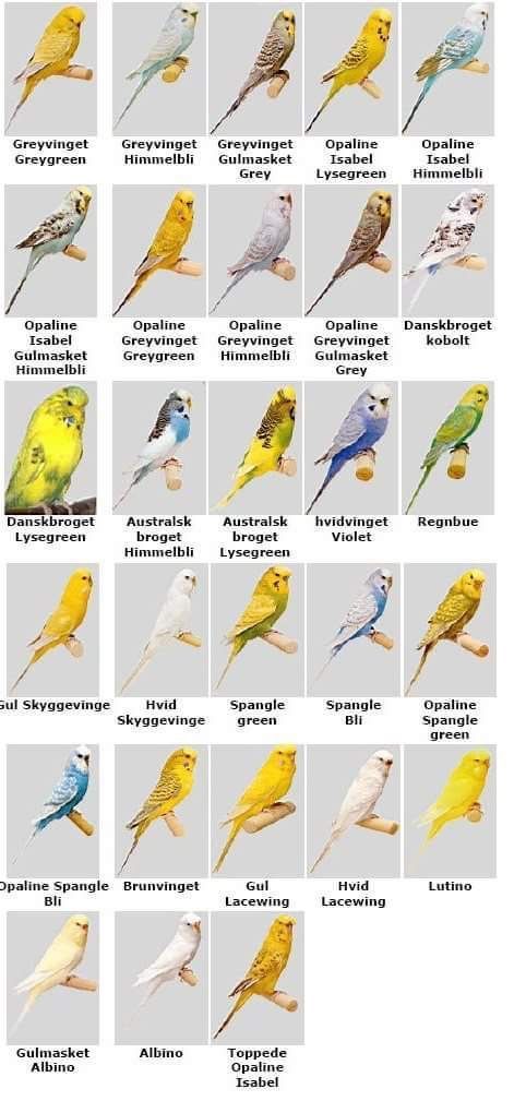 Parakeet Colors Budgies, Budgie Behavior, Audi R8 2008, Baby Parakeets, Parakeet Colors, Budgerigar Bird, Budgies Parrot, African Lovebirds, Budgie Bird