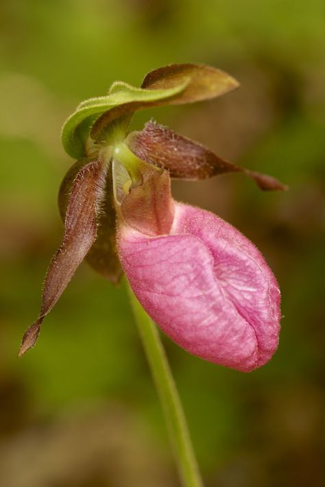 Spring Ephemerals, Lady Slipper Flower, Pink Lady Slipper, Tupelo Tree, Scent Garden, Orchid Seeds, Lady Slipper Orchid, Lady Slipper, Blueberry Bushes