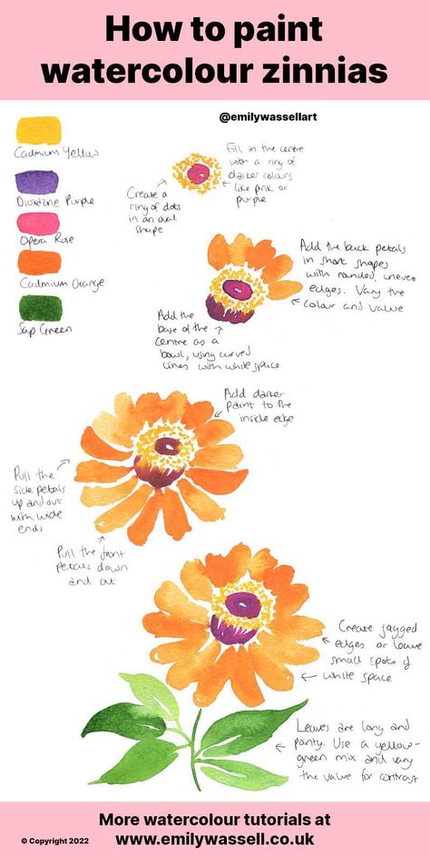 How to Paint Zinnia Flowers in Watercolour - Easy Steps | Emily Wassell Acrylic Painting Zinnias, Zinnia Drawing Tutorial, How To Paint Zinnias, How To Draw Zinnia Flowers, Zinnia Watercolor Paintings, Watercolor Zinnias Tutorial, Painting Zinnias, Zinnia Flowers Drawing, Watercolor Zinnias