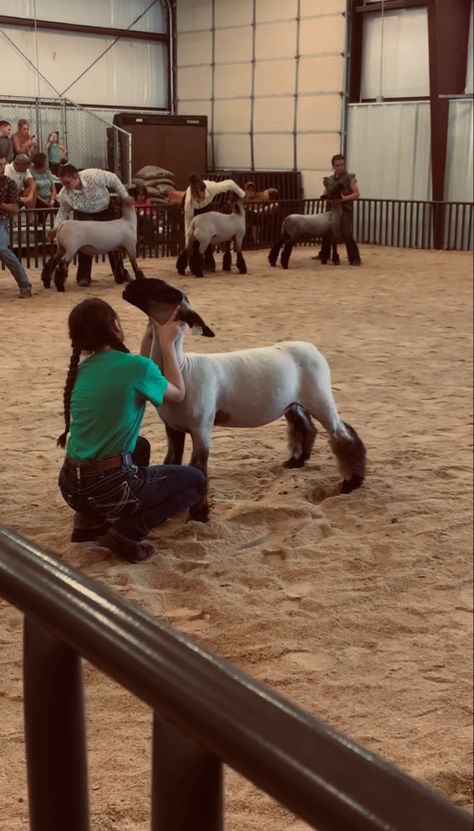 Showing Livestock Outfits, Goat Hacks, Sheep Showmanship, Ffa Lamb, Show Lambs, Sheep Showing, Show Sheep, Livestock Showing, Show Cows