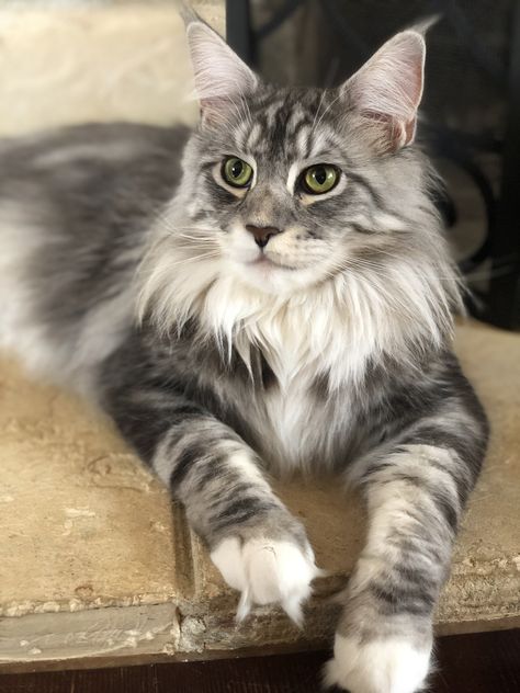 Unusual Cats, Maine Cooney Cats, Purebred Cats, Huge Cat, Cat Obsession, Cat Reference, Norwegian Forest Cat, Great Cat, Baby Kittens