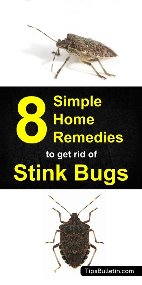 Are stink bugs a problem in your home? You can deal with these odorous insects. Check out this guide for 8 Home Remedies to Get Rid of Stink Bugs. Hassan 2, Clean Baking Pans, Bug Killer, Stink Bugs, Cleaner Recipes, Vinegar Cleaning, Deep Cleaning Tips, Bug Repellent, Insect Control