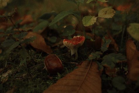 Fantasy Fall Aesthetic, Gnome Aesthetic Dnd, Foxes Aesthetic, Gnome Aesthetic, Unsorted Aesthetic, Green Academia Aesthetic, Autumn Tumblr, Gnome Dnd, Chestnut Mushroom