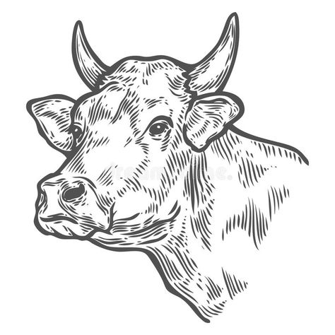 Cow Sketch, Cow Tattoo, Cow Illustration, Cow Drawing, Bull Art, Cow Face, Illustration Abstract, Engraving Illustration, Cow Head