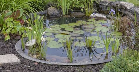 Concrete Garden Edging, Ponds For Small Gardens, Frog Pond, Garden Ponds, Garden Pond Design, Diy Pond, Pond Waterfall, Natural Pond, Pond Plants